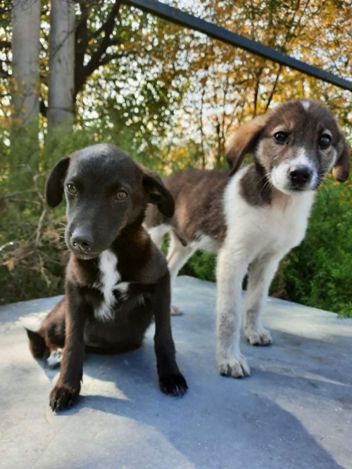 მეტისი გლდანის მე სამე მიკრორაიონი