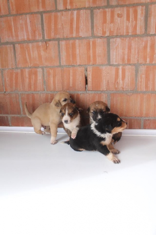 ქართული ქოფაკი უსახელო