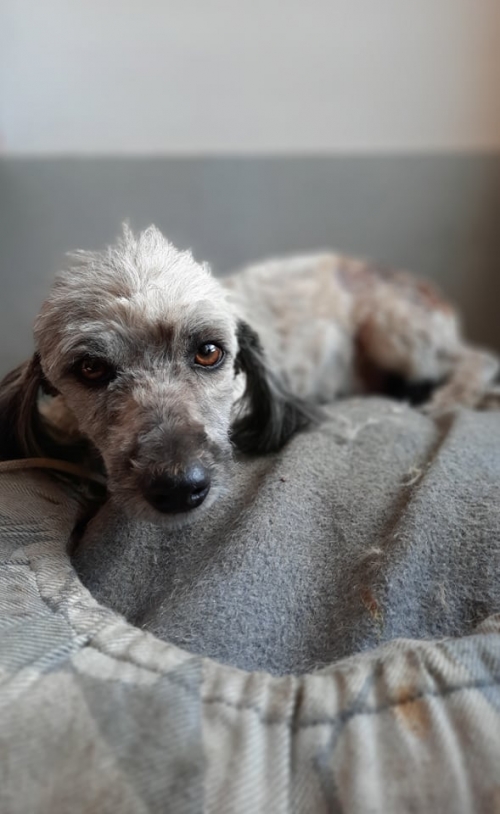 ბალონკა ნაპოვნია ახმეტაში