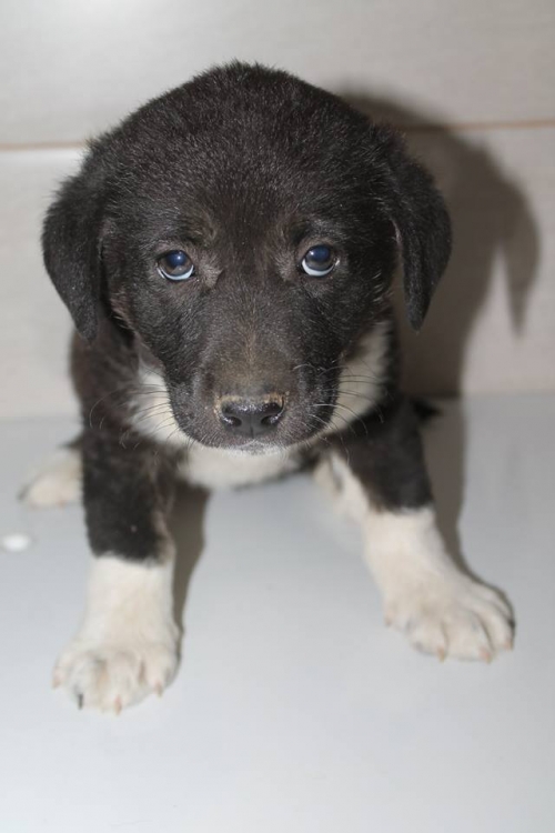 მეტისი უსახელო