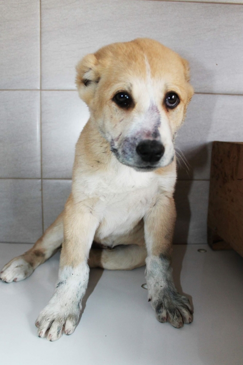 ქართული ნაგაზი ლომა