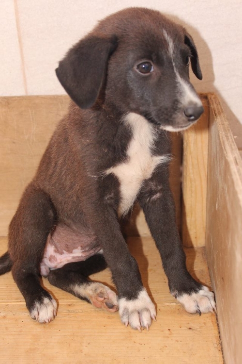 მეტისი უსახელო