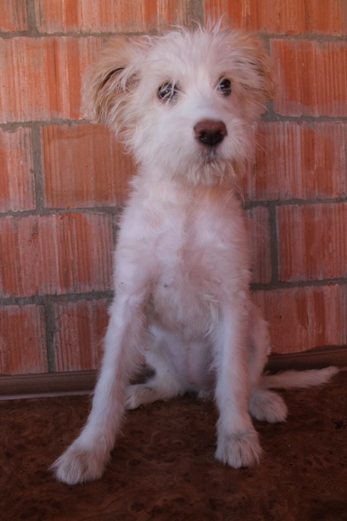 ბალონკა უსახელო