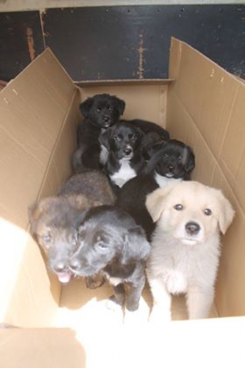 ქართული ქოფაკი უსახელო