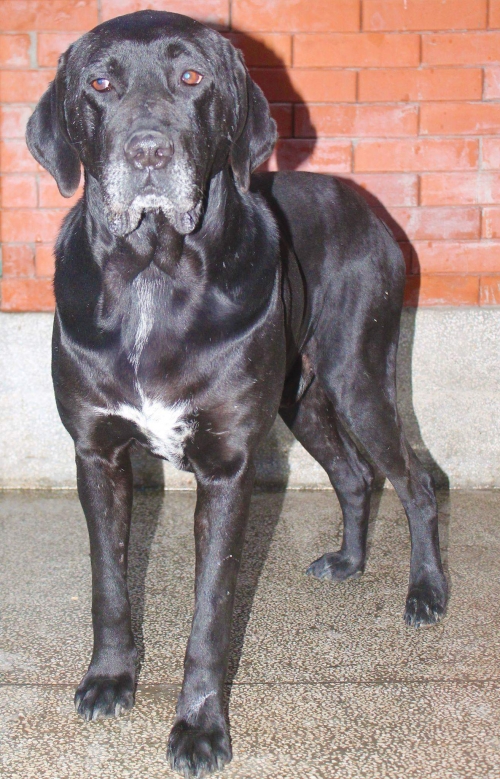 ლაბრადორი უსახელო