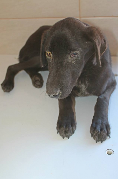 მეტისი ბობო