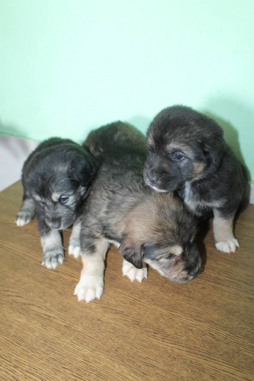 ქართული ქოფაკი უსახელო