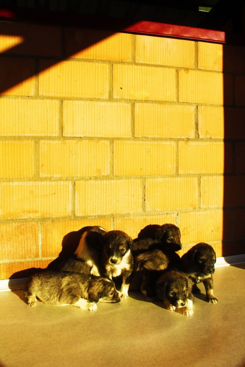 მეტისის ლეკვები უსახელო