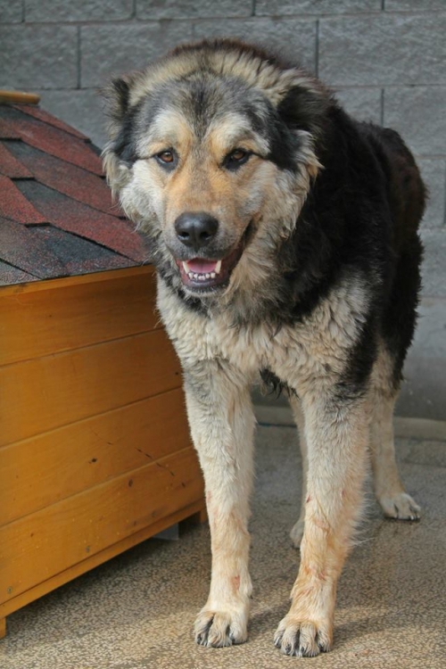 ქართული ნაგაზი სიმბა