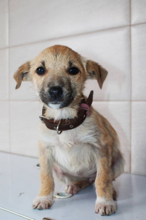 მეტისი უსახელო