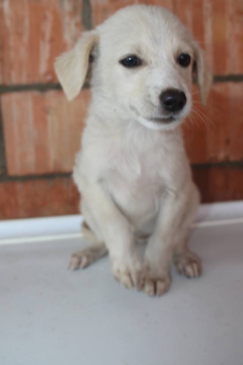 მეტისი უსახელო