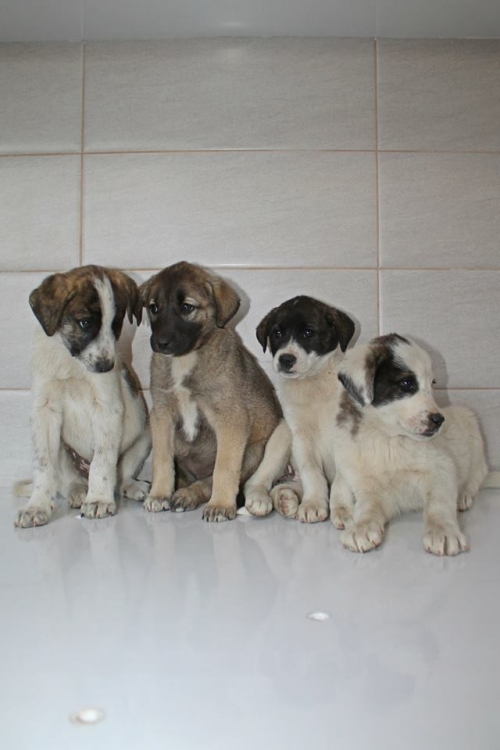 მეტისის ლეკვები უსახელო