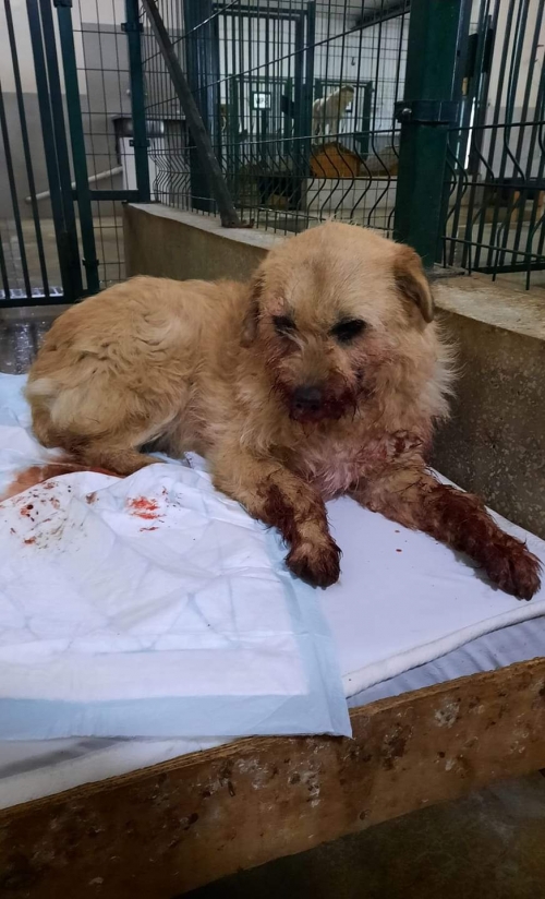 ბალონკა თევდორე მღვდლის ქჩ.