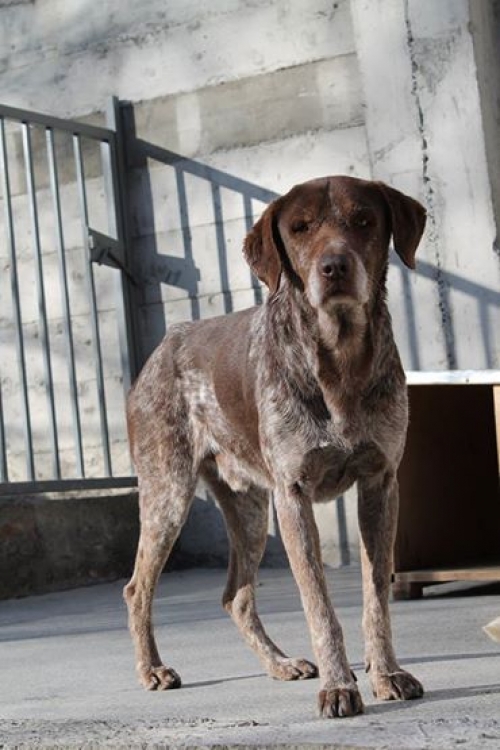 კურცხაარი უსახელო