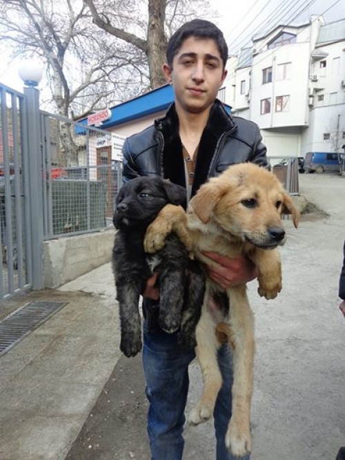 მეტისის ლეკვები უსაეხელოები