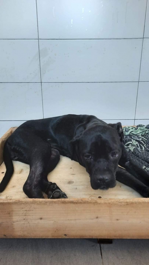 კანე კორსო ტედი