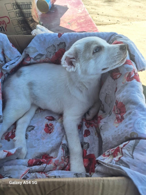 ქართული ნაგაზი უსახელო