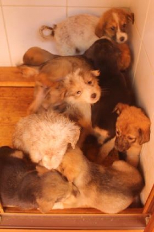 მეტისი უსახელო