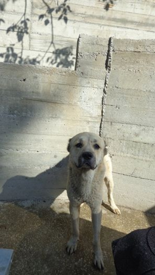 ქართული ქოფაკი უსახელო