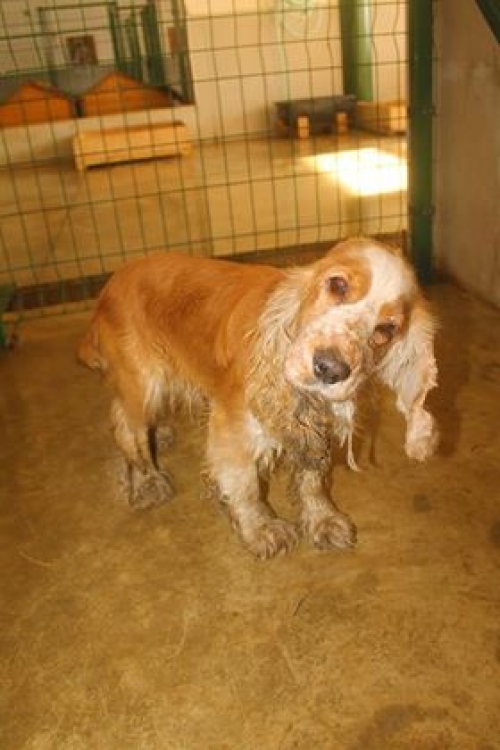 რუსული კოკერ სპანელი უსახელო