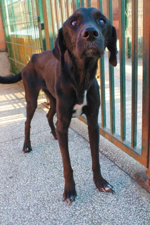 მეტისი ლასტოჩკა