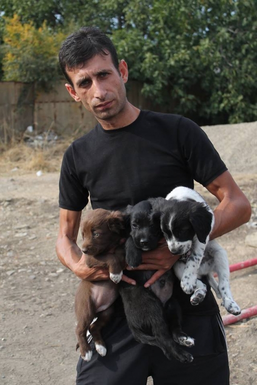 კოკერსპანელის მეტისი უსახელო