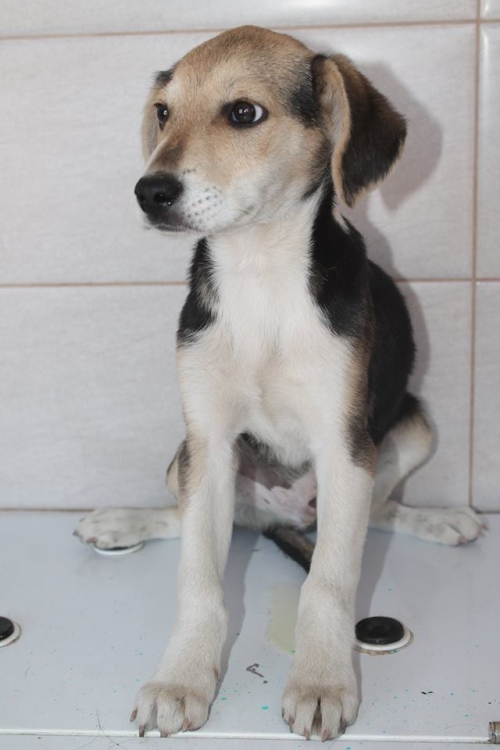 მეტისი უსახელო