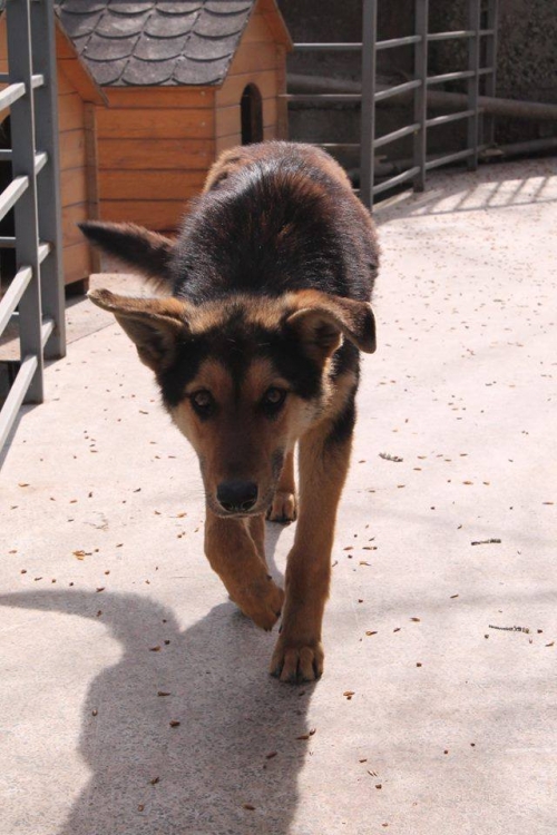 გერმანული ნაგაზის მეტისი უსახელო