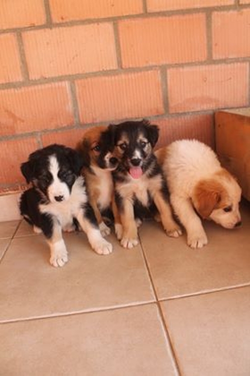 ქართული ქოფაკი უსახელო