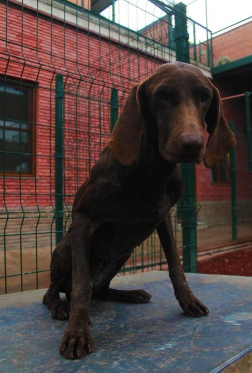 კურცხაარი უსახელო