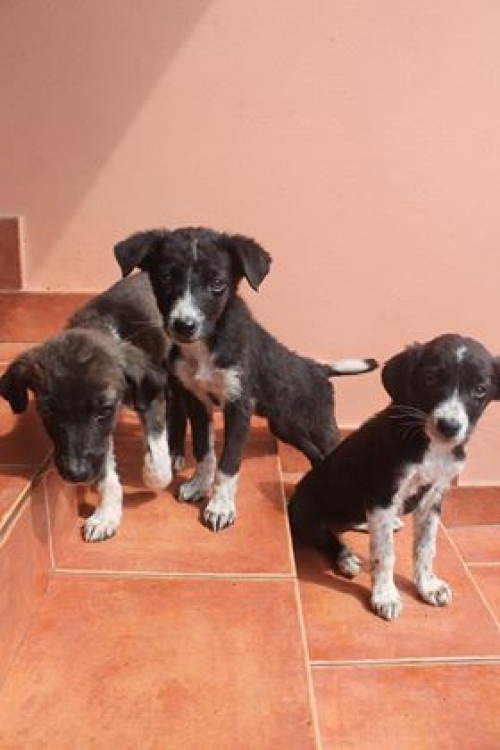 ქართული ქოფაკი უსახელო