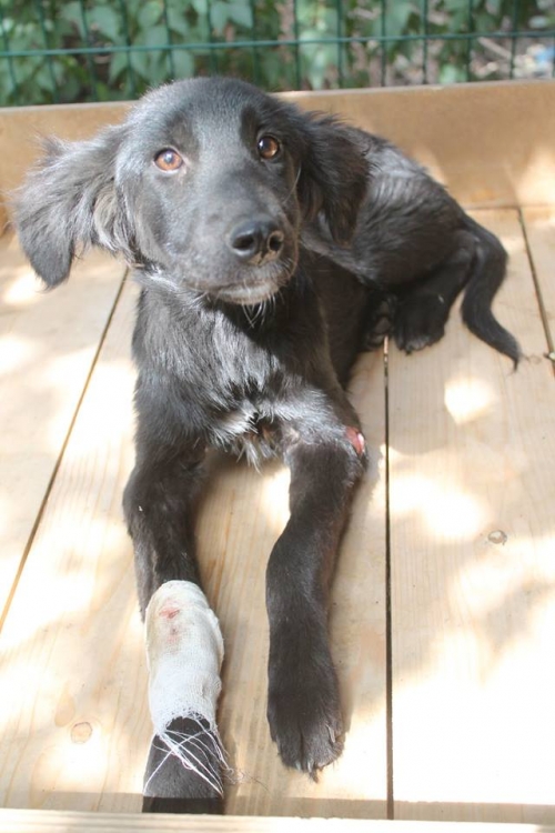 მეტისი ჯინჯერი