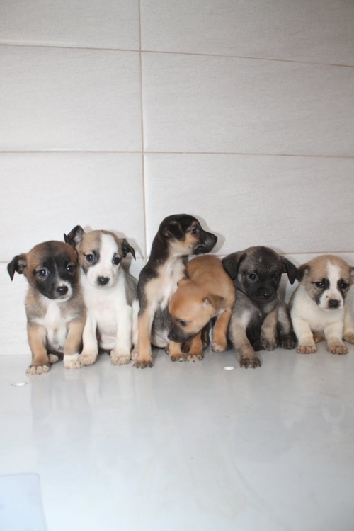 მეტისის ლეკვები უსახელო