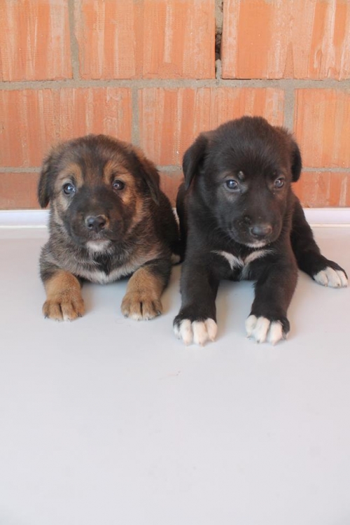 მეტისის ლეკვები უსახელო