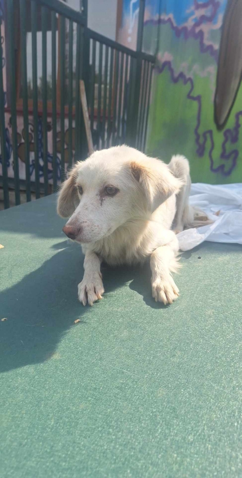 მეტისი ბოგდან ხმელონცკის 7 ნომერი