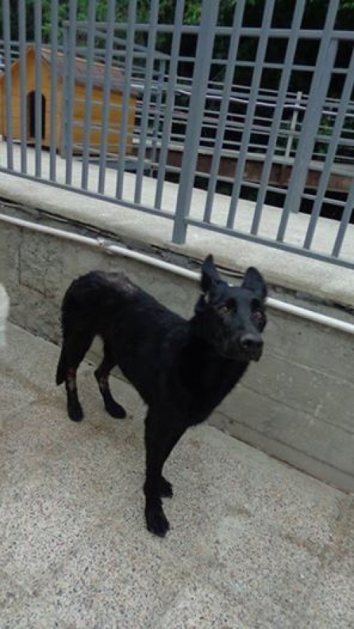 ბელგიური ნაგაზი დუდუ