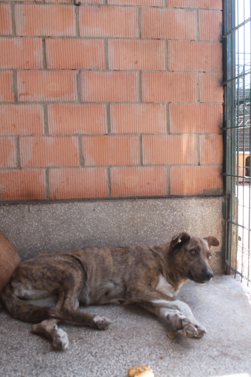 მეტისი უსახელო