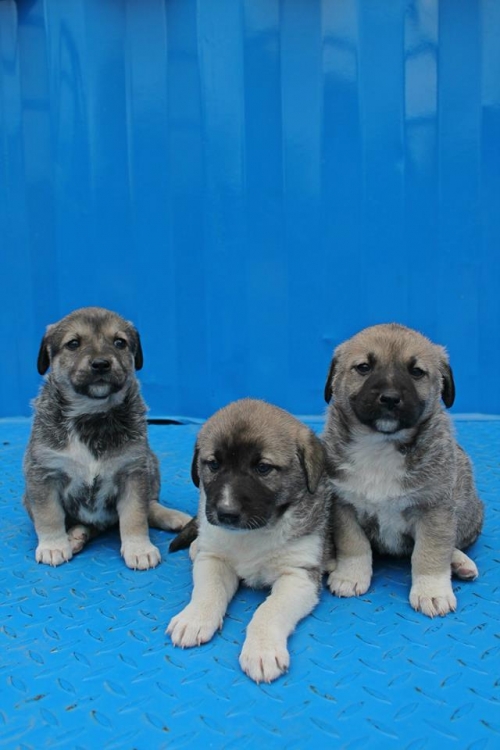 მეტისის ლეკვები უსახელო