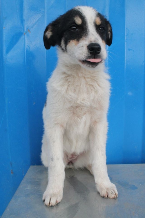 მეტისი უსახელო