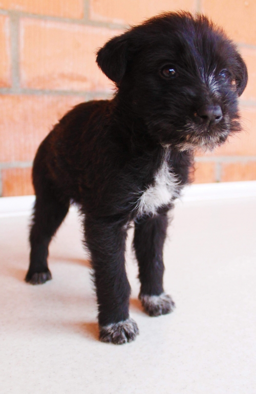 მეტისი უსახელო