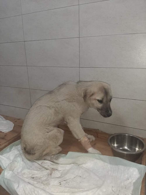 მეტისი გლდანი მე 6მკ.რ