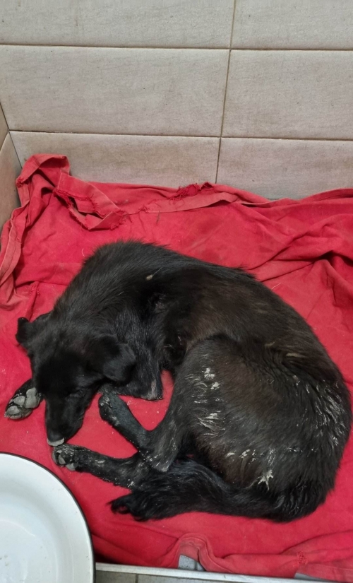 მეტისი ლილოს გზა