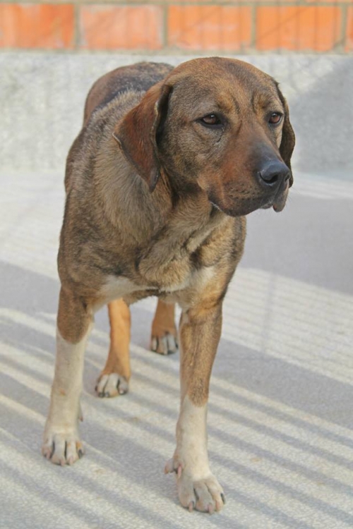 მეტისი ბუბუ