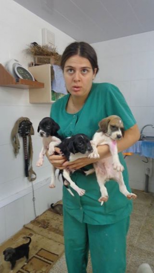 პოინტერი უსახელოები