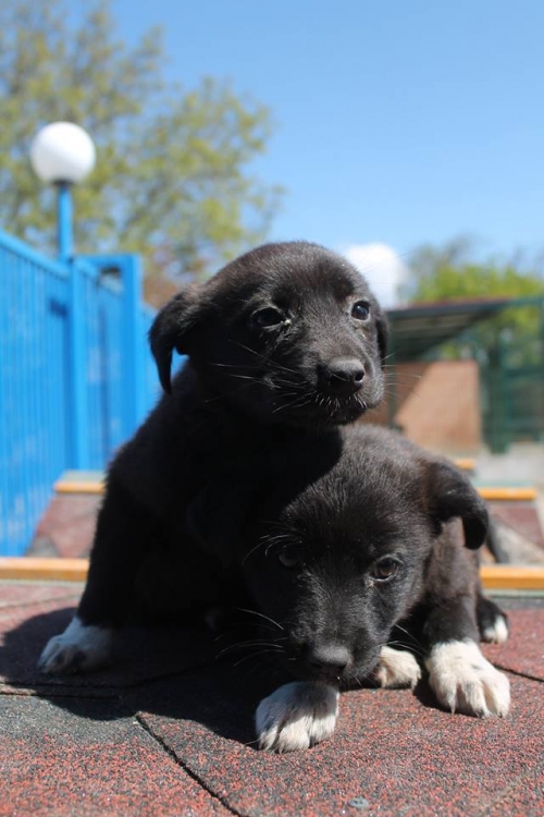 მეტისის ლეკვები უსახელო