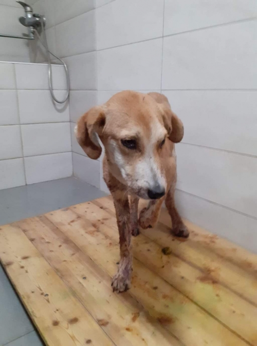 მეტისი უსახელო