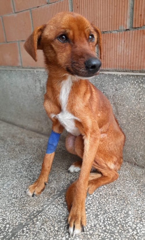 მეტისი უსახელო