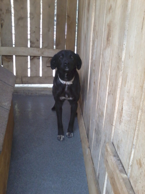 მეტისი ჯერი