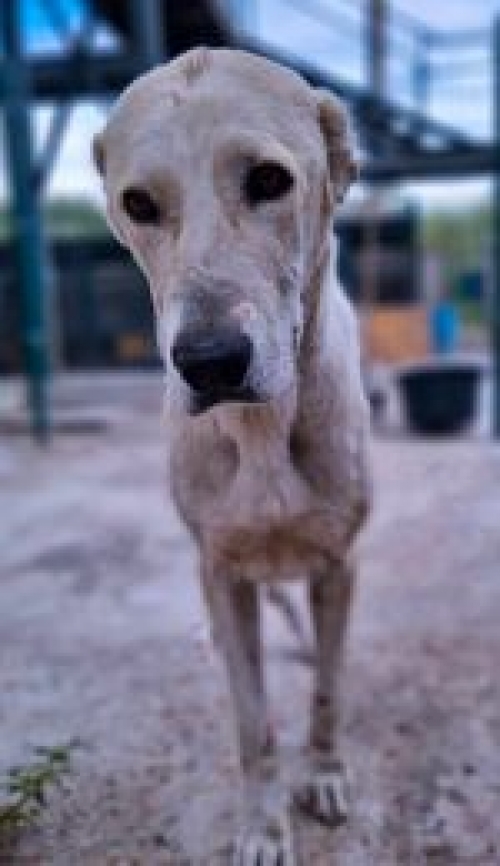 კავკასიური ნაგაზი კახეთი სოფელი მუკუზანი