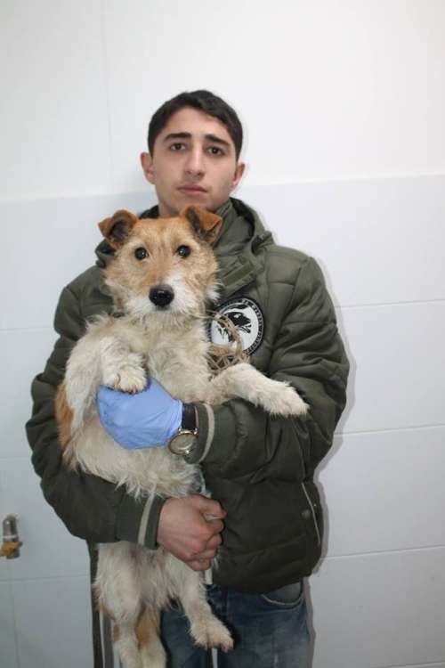 ფოქსტერიერი უსახელო